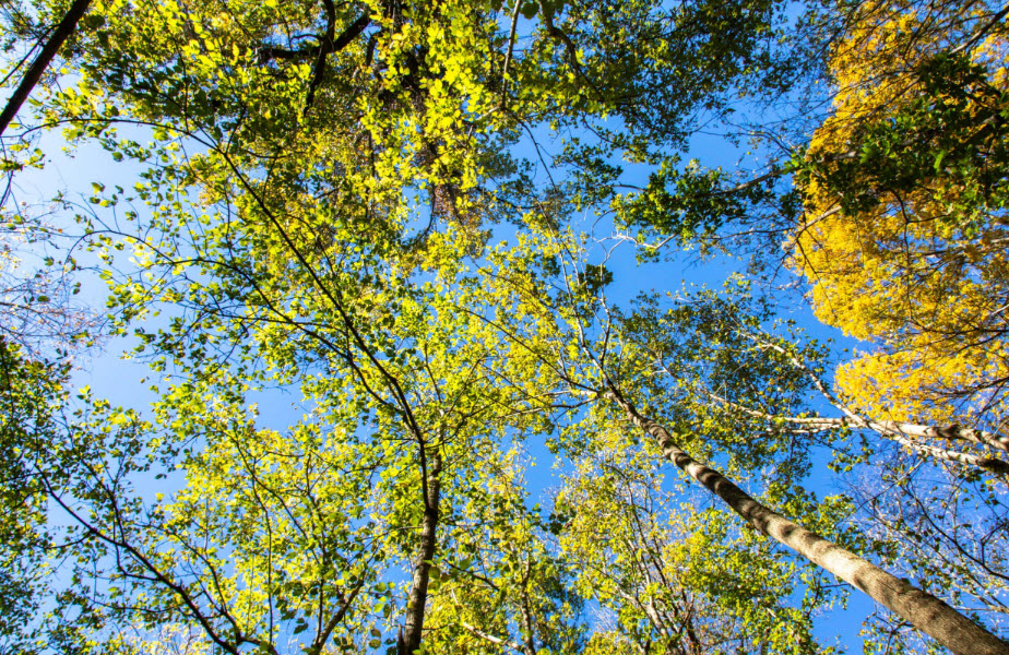 Old Forest State Natural Area, United States